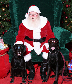 dog photos with santa